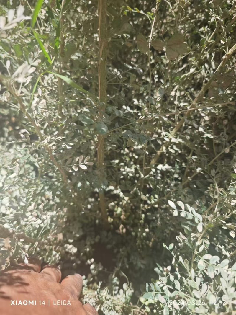 柠条杯苗