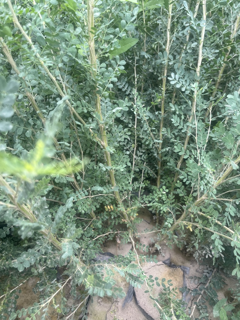柠条杯苗