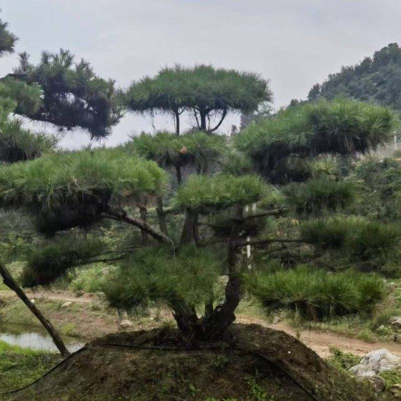 （推荐）松树精品货源可视频看货全国发货欢迎选购