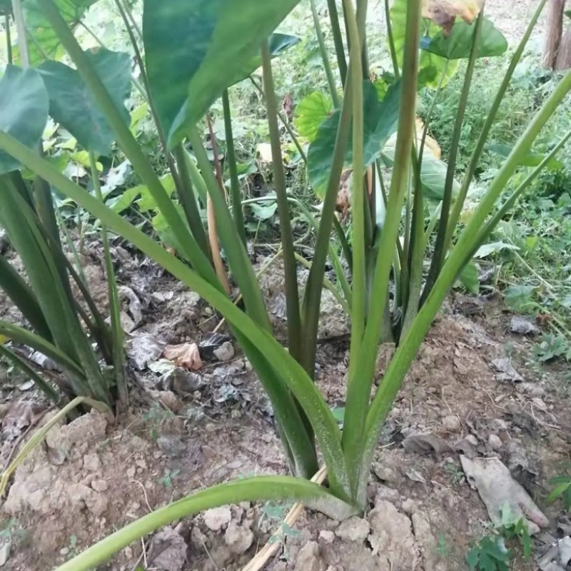 广西百色红芽芋大量上市，欢迎采购商洽谈！
