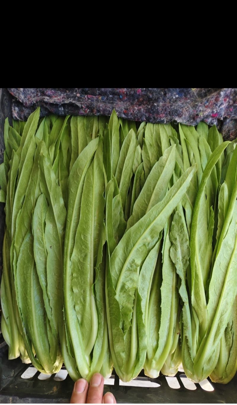 油麦
