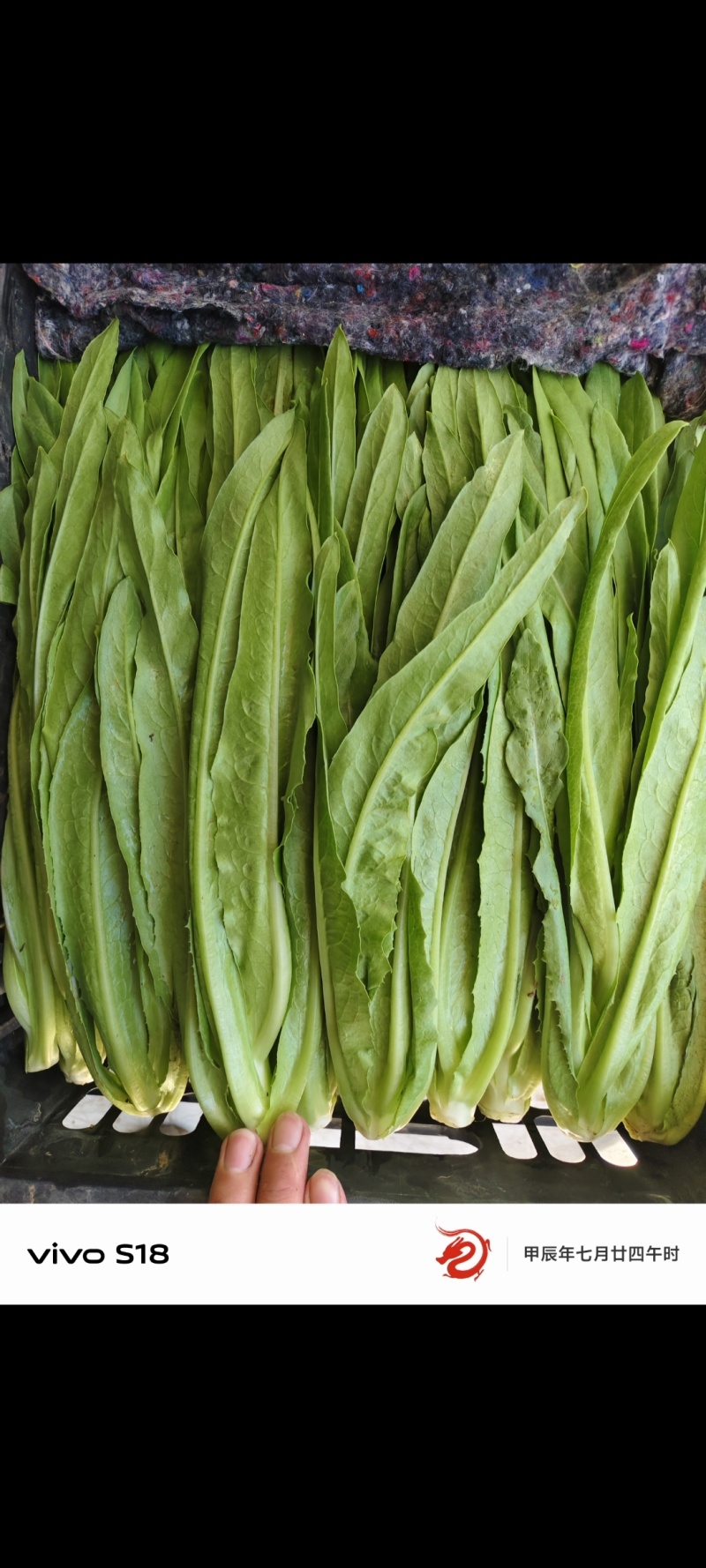 油麦