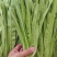 油麦
