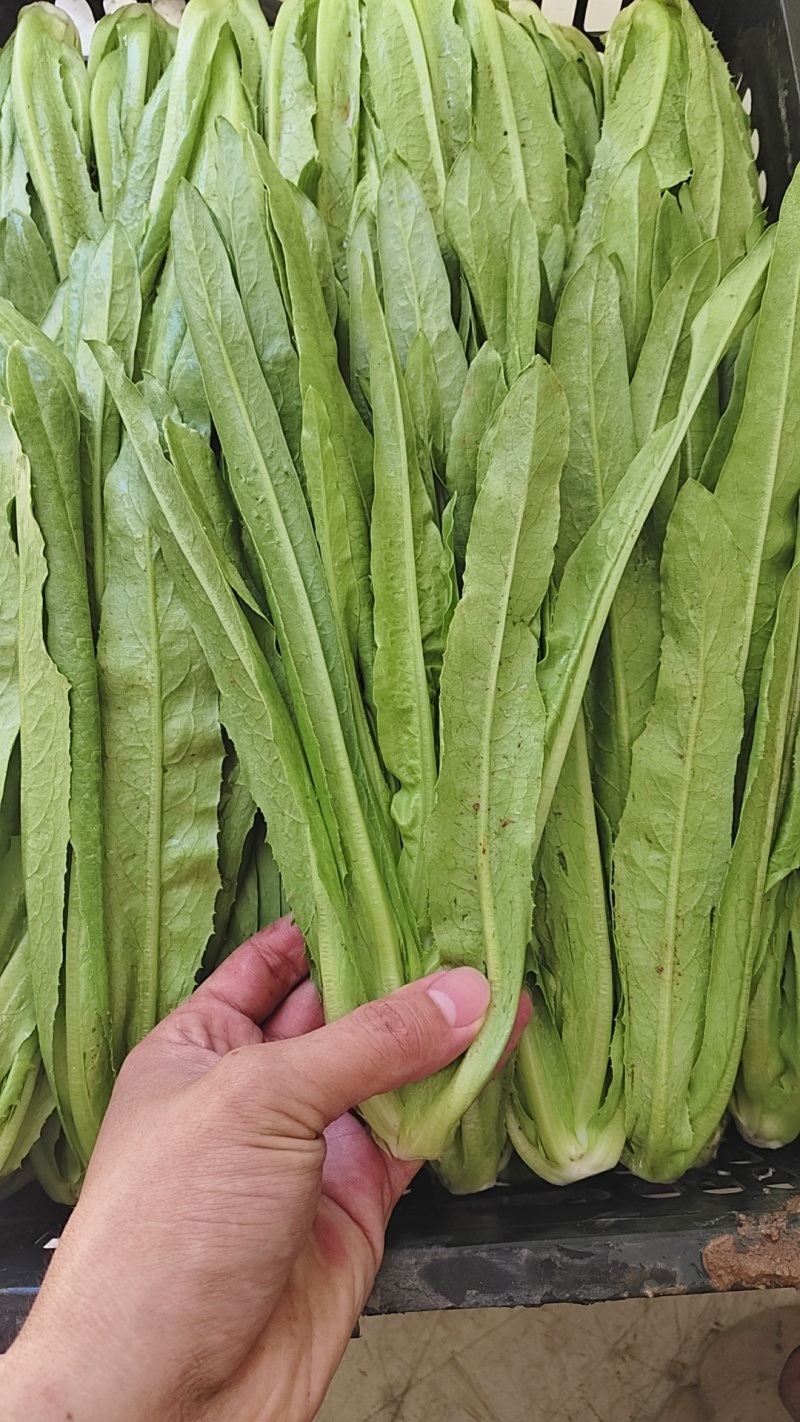 油麦