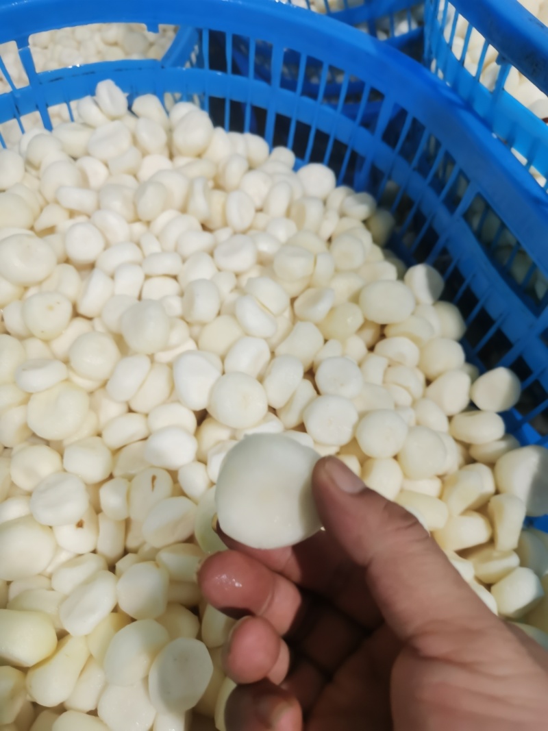 马蹄，荸荠去皮马蹄，荔浦马蹄，珍珠马蹄，真空包装马蹄