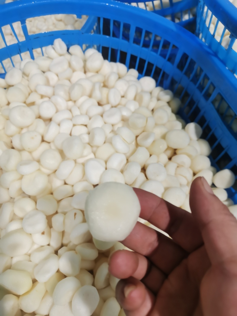 马蹄，荸荠去皮马蹄，荔浦马蹄，珍珠马蹄，真空包装马蹄