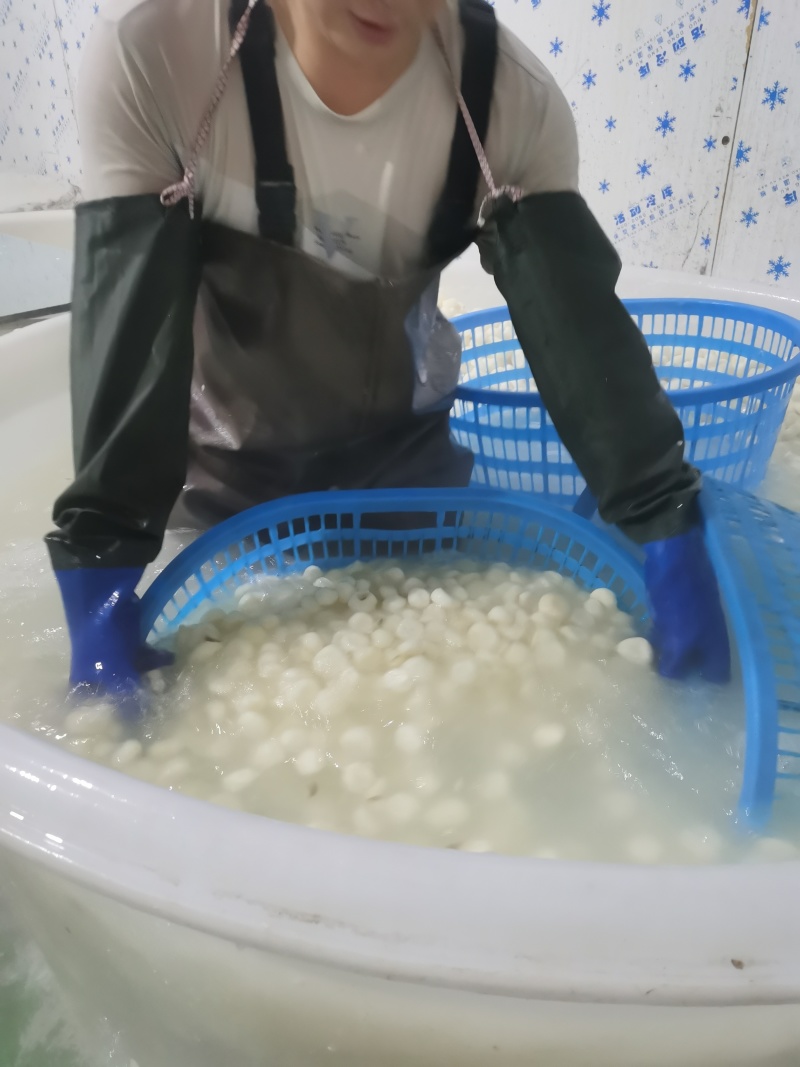 马蹄，荸荠去皮马蹄，荔浦马蹄，珍珠马蹄，真空包装马蹄