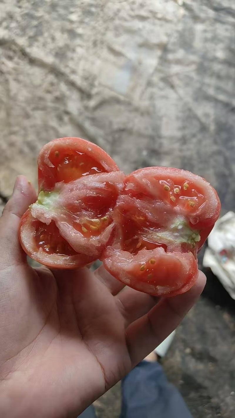 西红柿硬粉西红柿水果西红柿好吃不贵