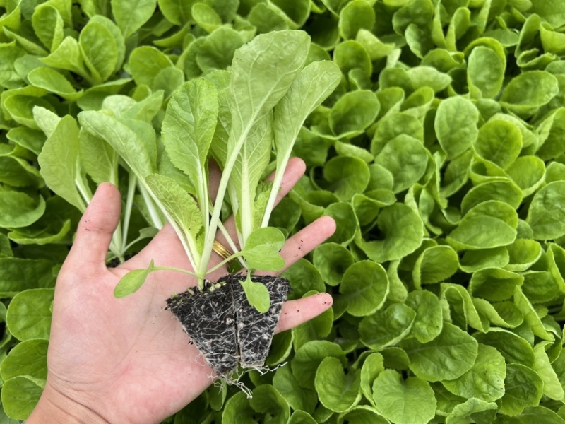 精品白菜苗