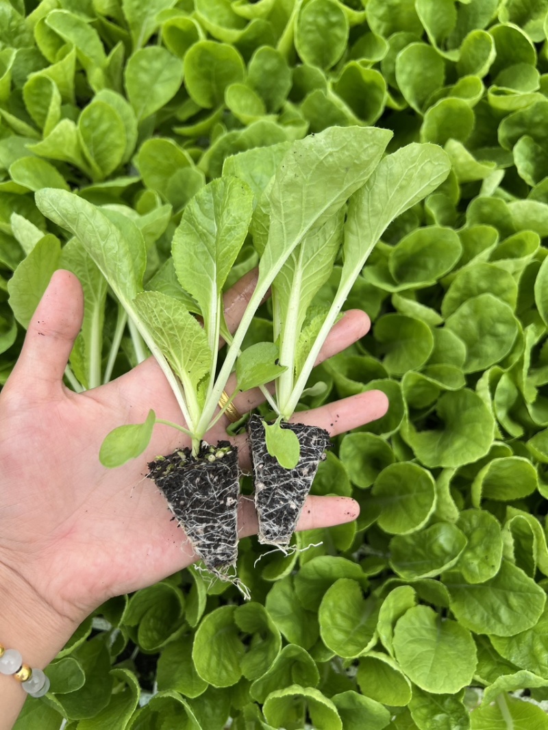 精品白菜苗