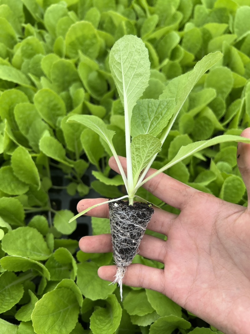 精品白菜苗