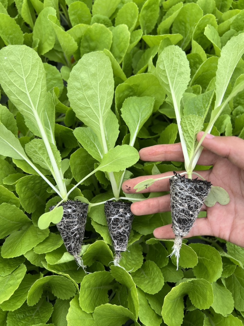 精品白菜苗