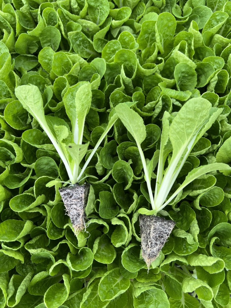 精品白菜苗