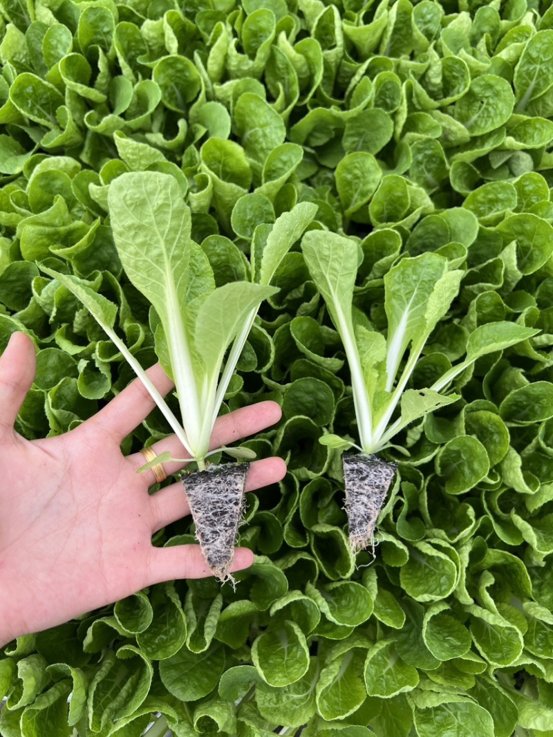 精品白菜苗