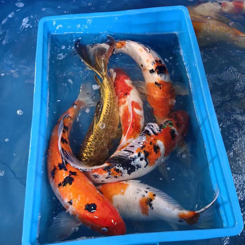 锦鲤观赏鱼批发