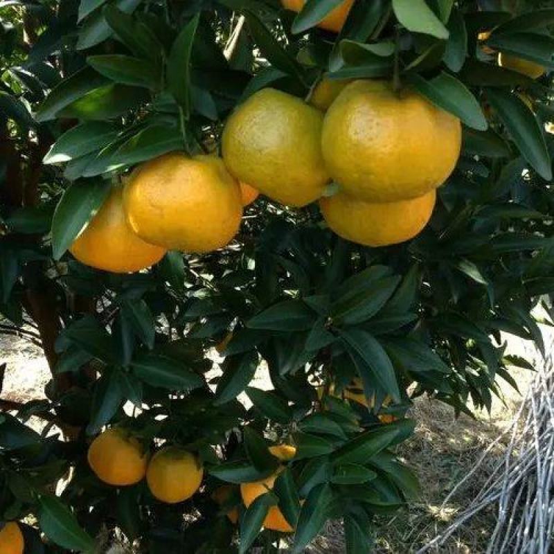 湖南张家界特早密橘早熟蜜橘大量供应诚信合作欢迎来电