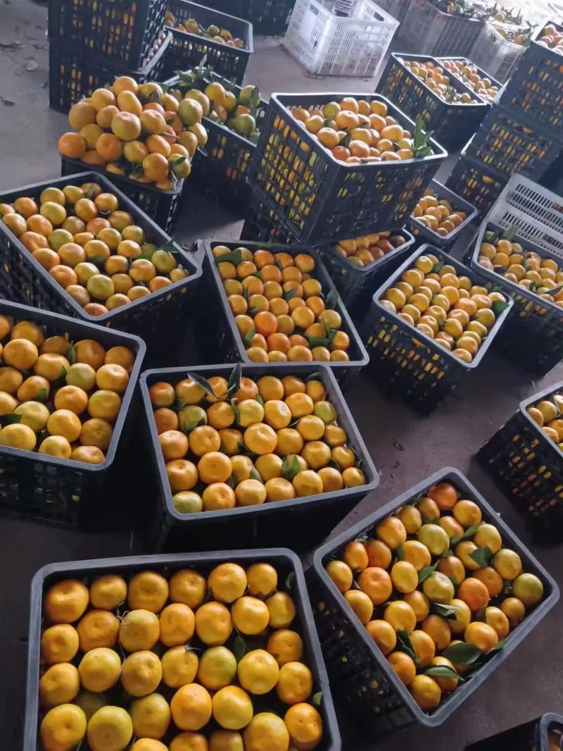 湖南张家界特早密橘早熟蜜橘大量供应诚信合作欢迎来电