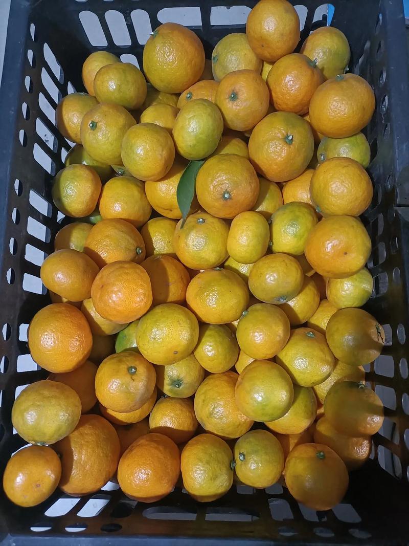 湖南张家界特早密橘早熟蜜橘大量供应诚信合作欢迎来电