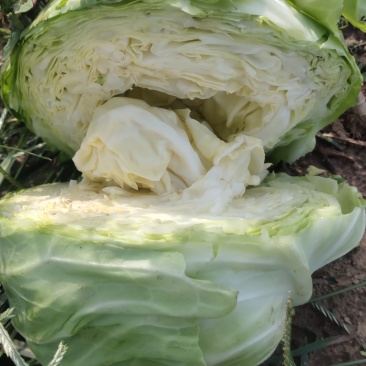 圆包菜圆包菜甘蓝甘蓝大头菜