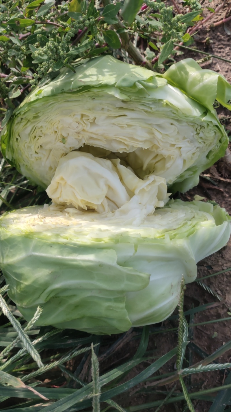 圆包菜圆包菜甘蓝甘蓝大头菜