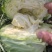 圆包菜圆包菜甘蓝甘蓝大头菜