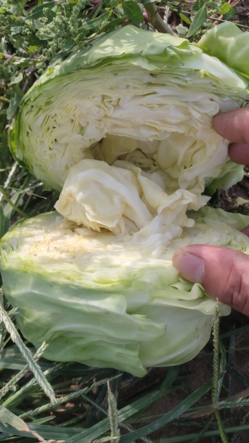 圆包菜圆包菜甘蓝甘蓝大头菜