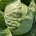 圆包菜圆包菜甘蓝甘蓝大头菜