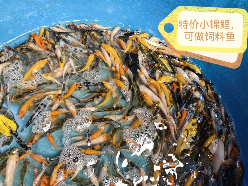 特价小锦鲤，可以做饲料鱼