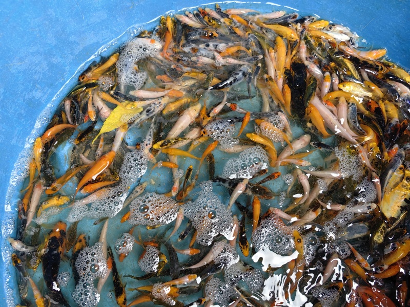 特价小锦鲤，可以做饲料鱼