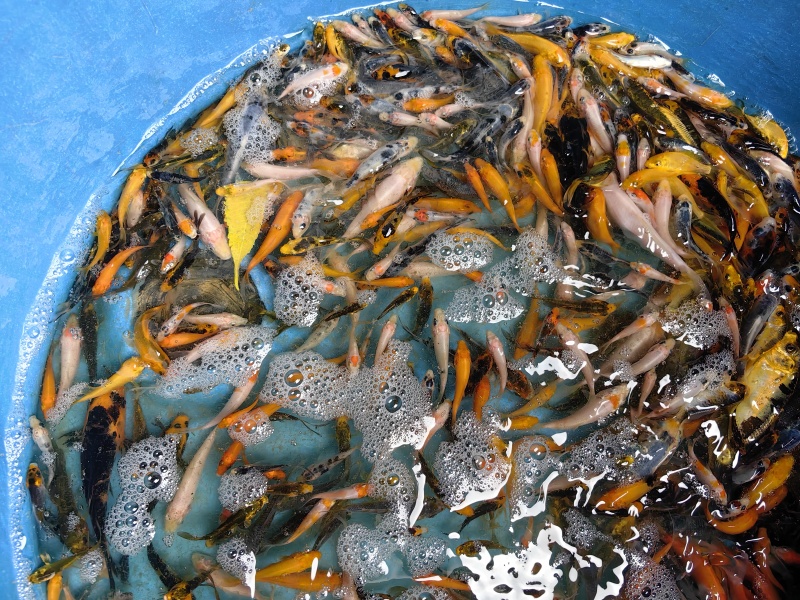 特价小锦鲤，可以做饲料鱼
