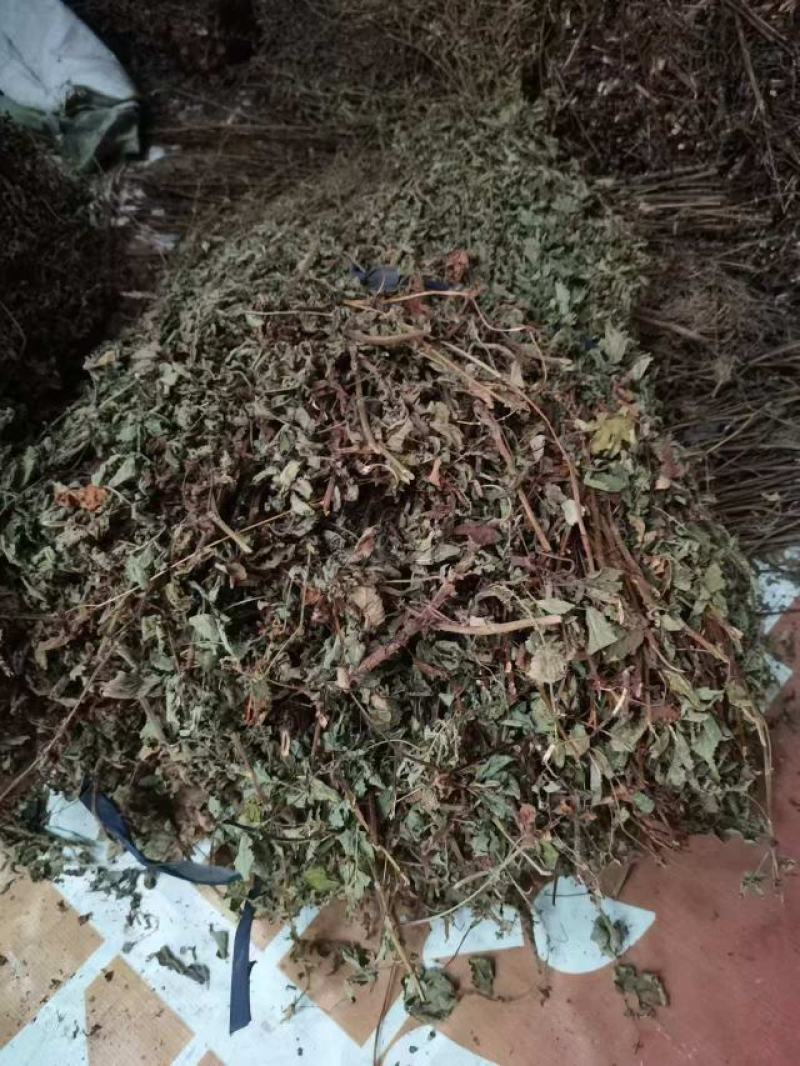 仙鹤草