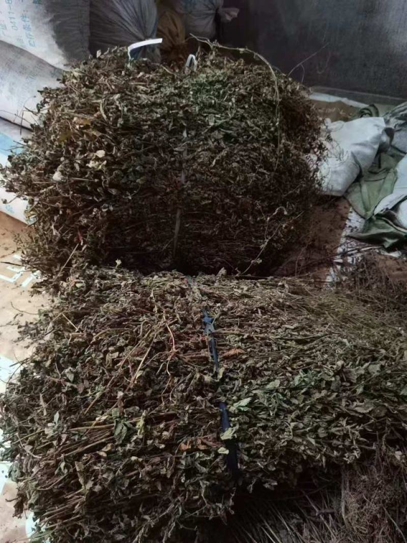 仙鹤草