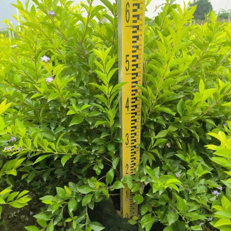 黄金叶大量出售，高度40-50-60厘米