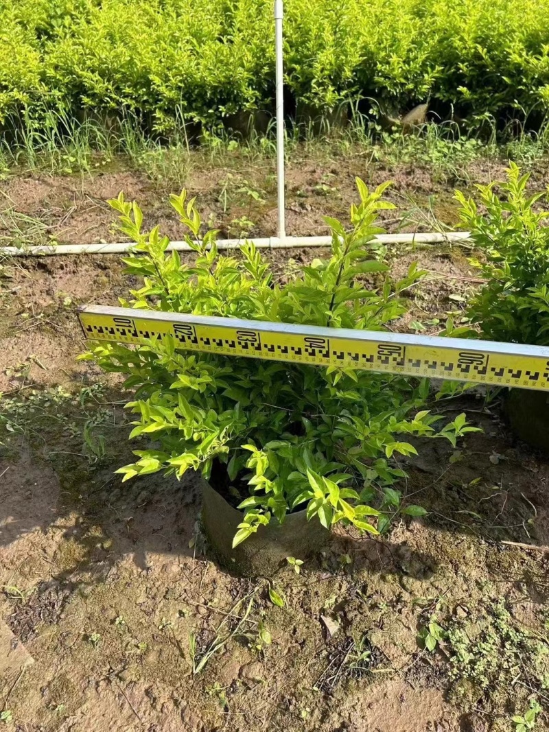黄金叶大量出售，高度40-50-60厘米