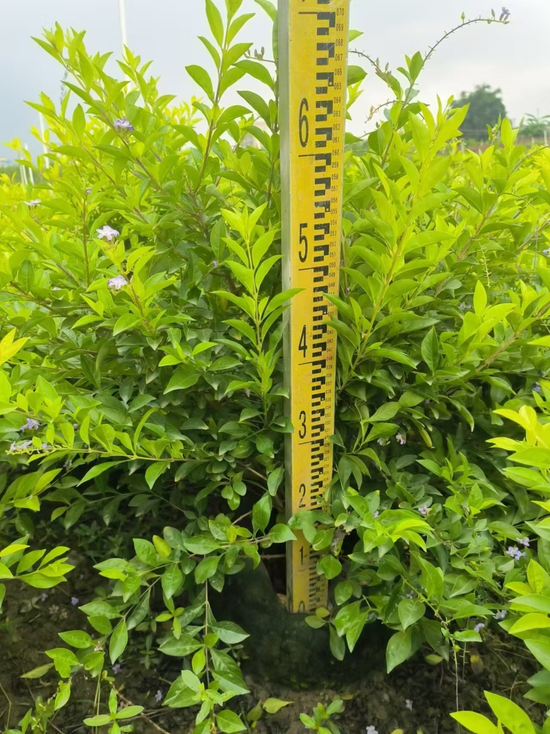 黄金叶大量出售，高度40-50-60厘米