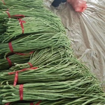 山东青条豆角大量供应市场商超餐饮等欢迎下单
