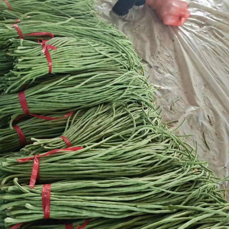 山东青条豆角大量供应市场商超餐饮等欢迎下单