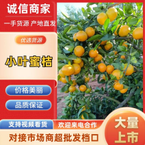湖北小叶蜜桔武当蜜桔大量上市自家种植欢迎联系