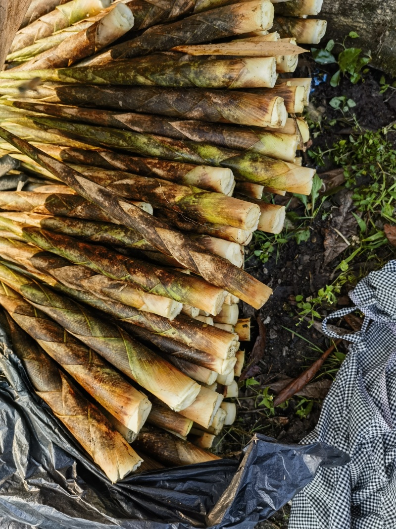 彭州高山牛尾笋大量上市了