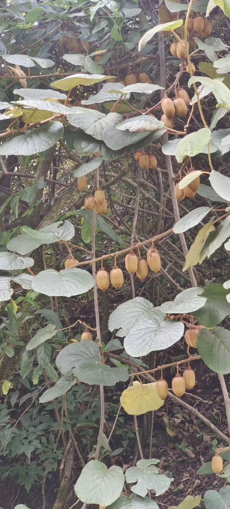 【推荐】贵州野生精品绿心猕猴桃大量现货供应欢迎咨询