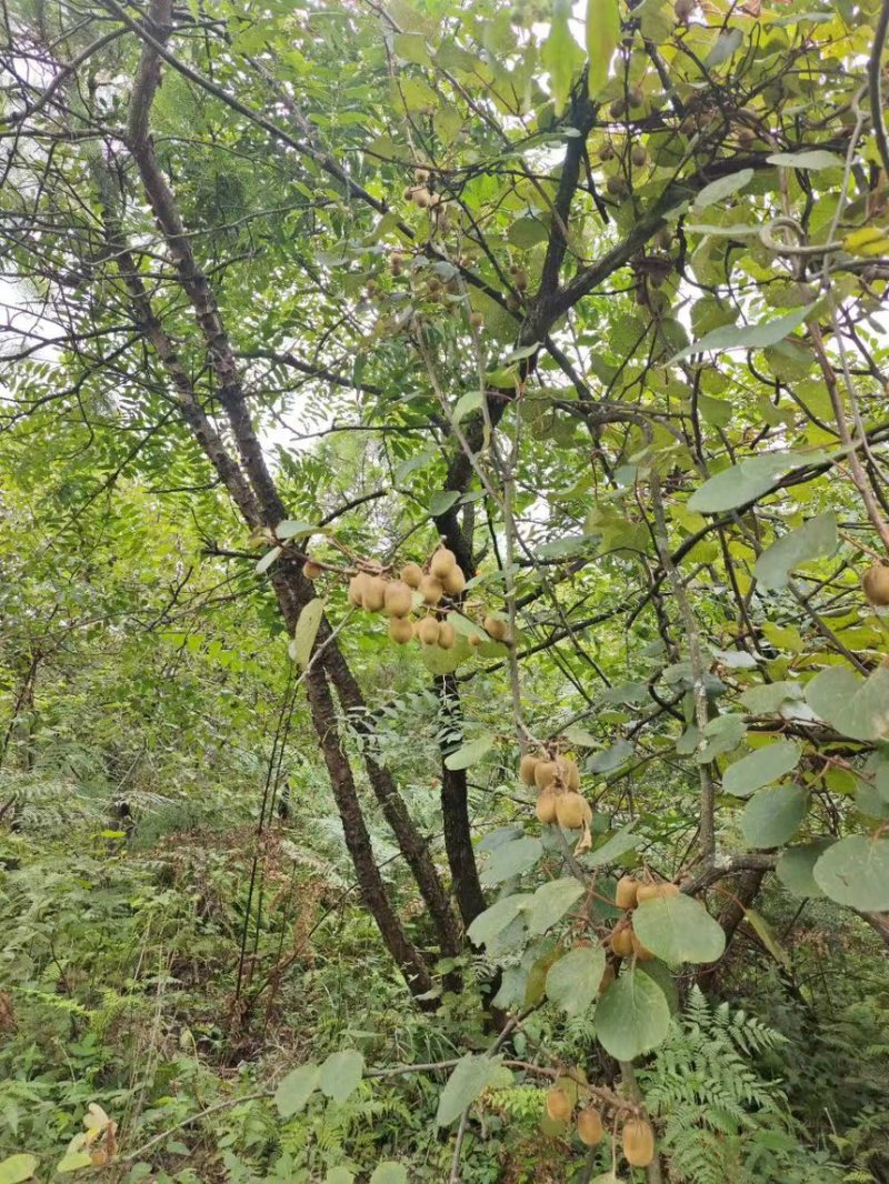 【推荐】贵州野生精品绿心猕猴桃大量现货供应欢迎咨询