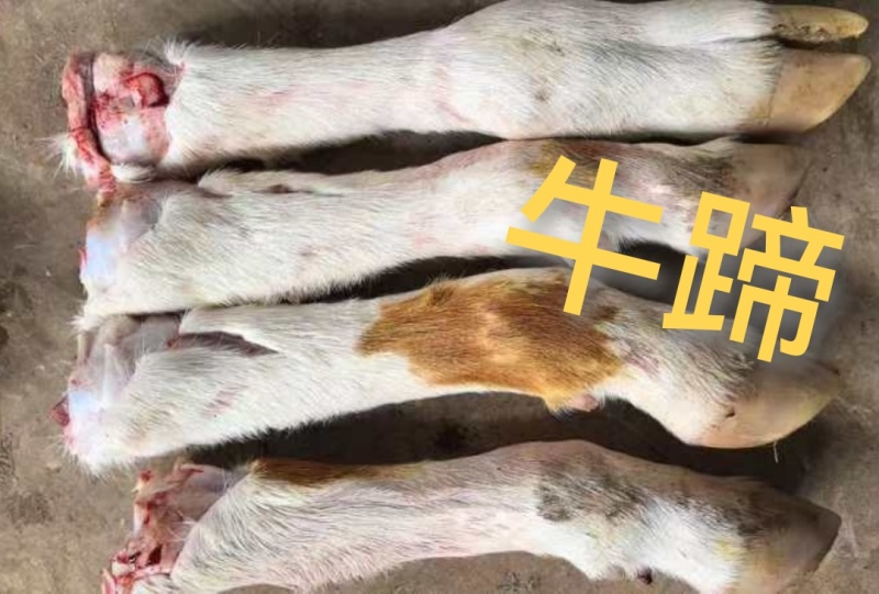 乳牛毛蹄