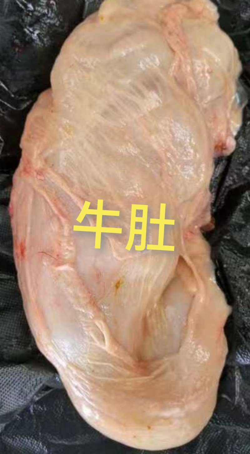 牛肚
