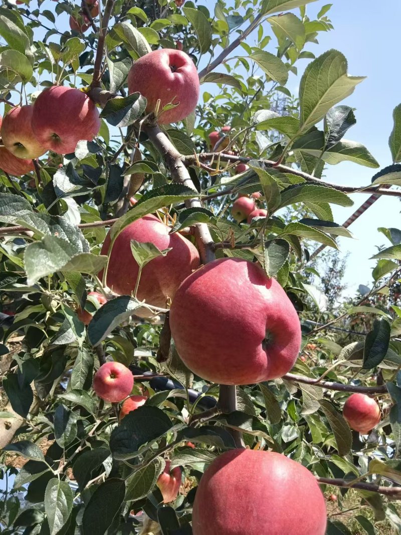 昭通苹果，可以支持电商，包售后，寻找市场合作伙伴