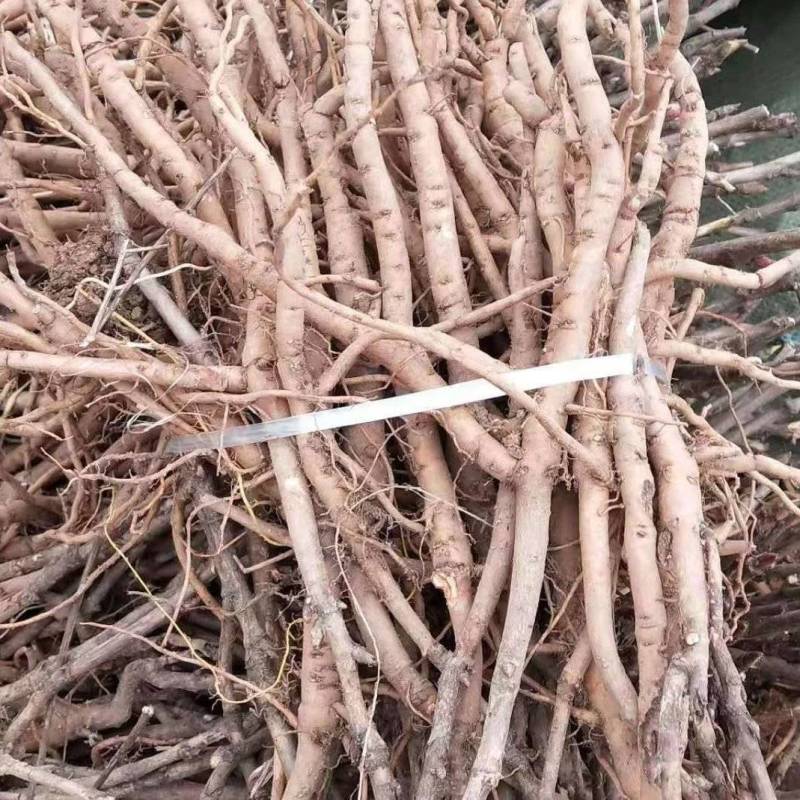 牡丹苗牡丹苗价格药用牡丹苗基地批发