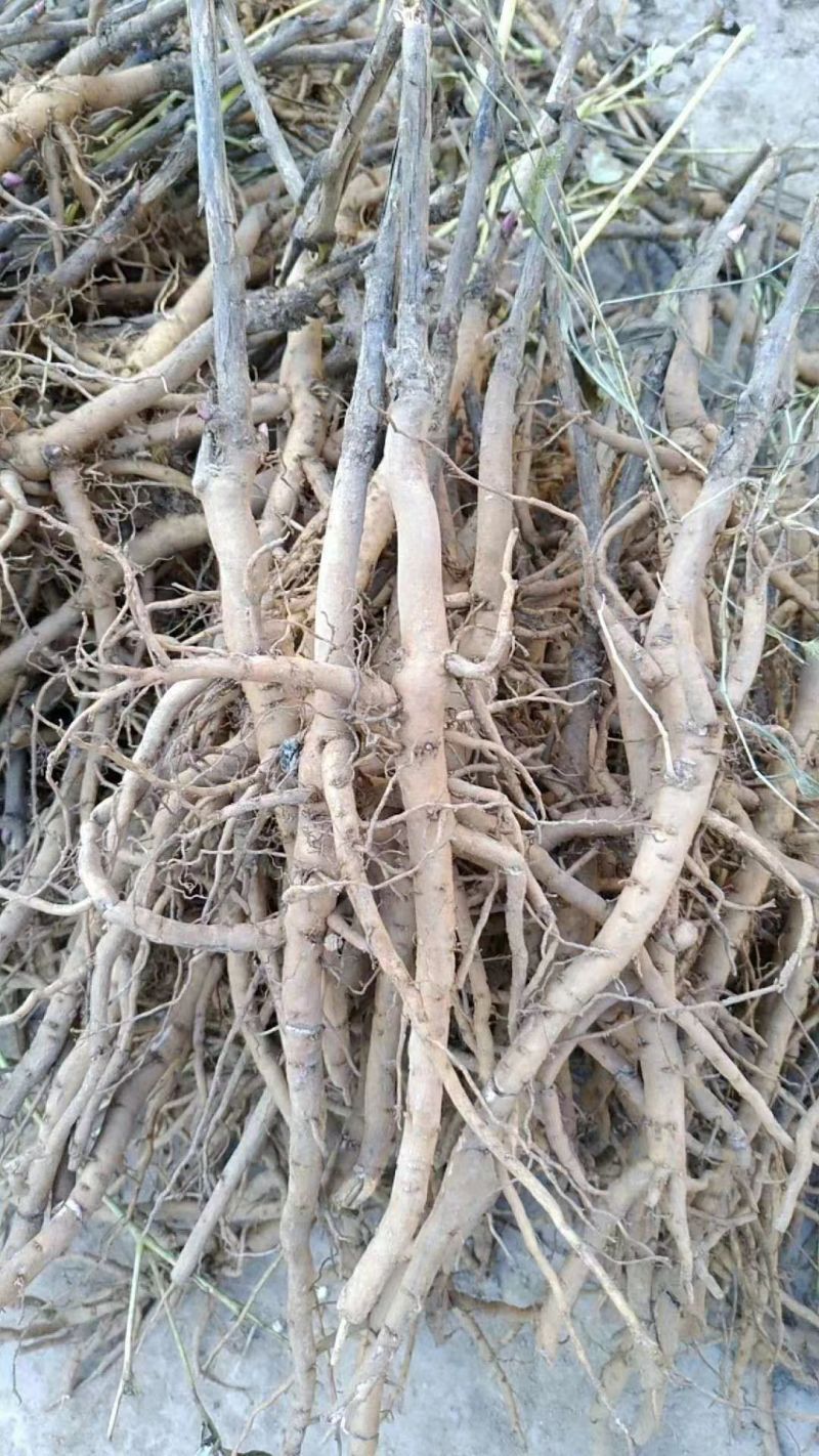 牡丹苗牡丹苗价格药用牡丹苗基地批发