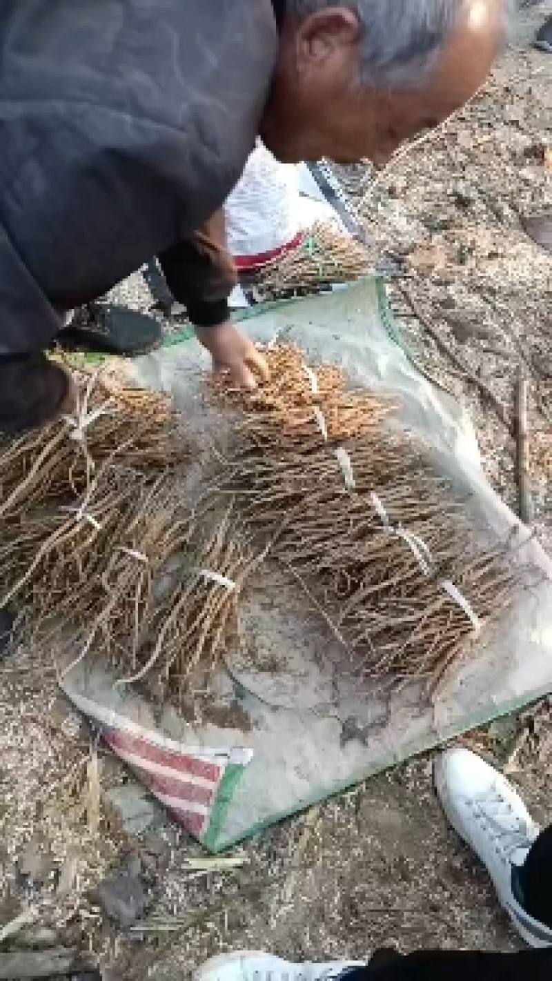 牡丹苗牡丹苗价格药用牡丹苗基地批发