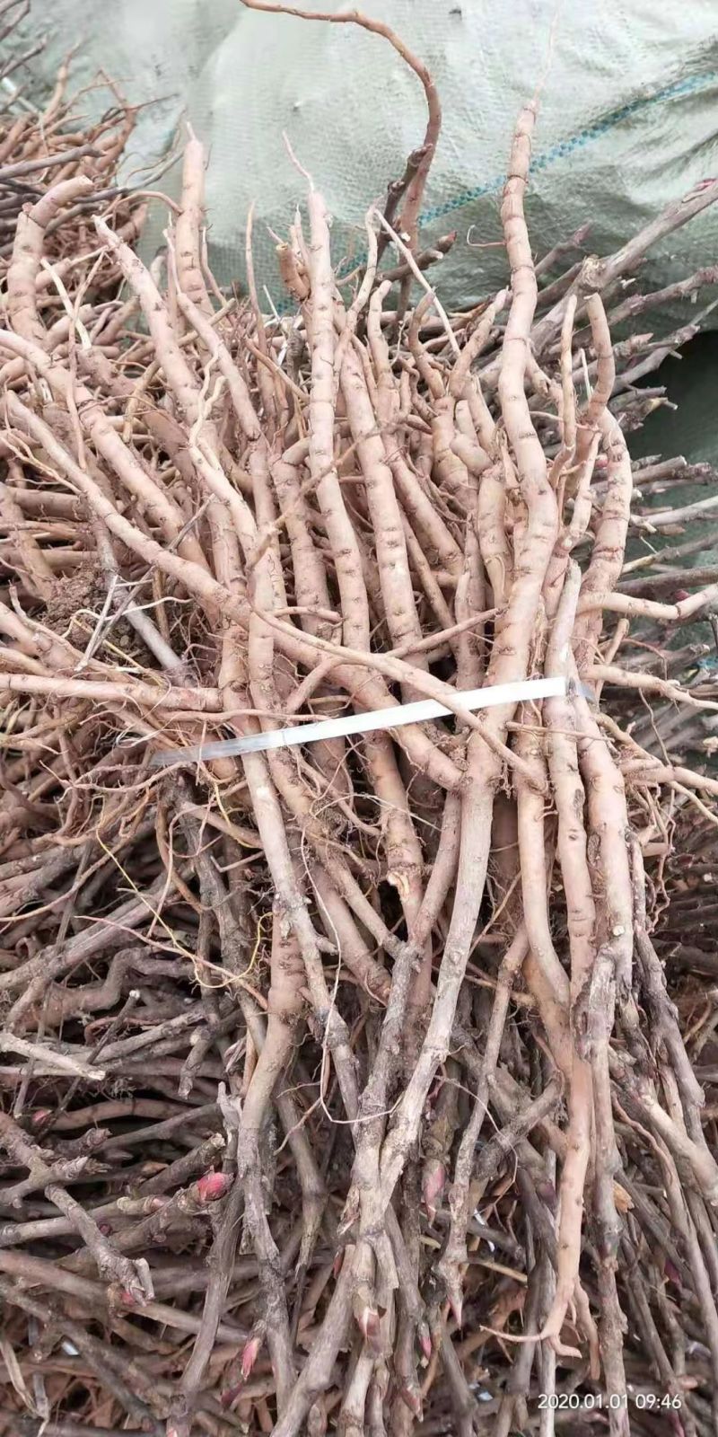 牡丹苗牡丹苗价格药用牡丹苗基地批发