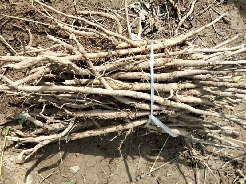 牡丹苗牡丹苗价格药用牡丹苗基地批发