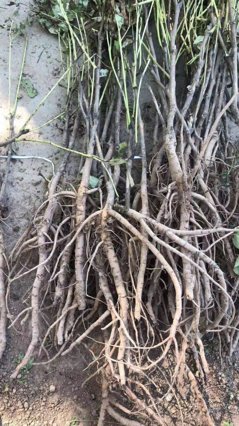 牡丹苗牡丹苗价格药用牡丹苗基地批发